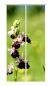 Preview: Orchideenzauber, Schiebegardine, Flächenvorhang Set, blickdicht,